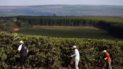 Café: Mercado derreteu! E agora? – Por Marcelo Fraga Moreira