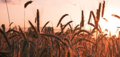 Argentina tem menos trigo para vender, e Brasil exporta mais
