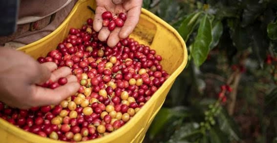 Produção de café da Colômbia pode atingir neste ano menor nível desde 2014