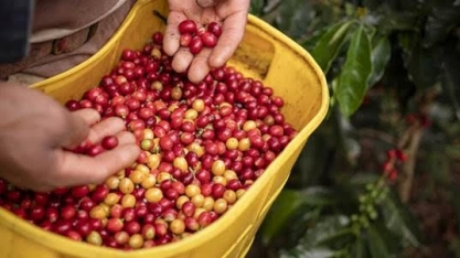 Produção de café da Colômbia pode atingir neste ano menor nível desde 2014