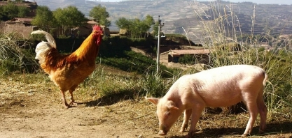 Custos de produção de frangos de corte e de suínos sobem em setembro