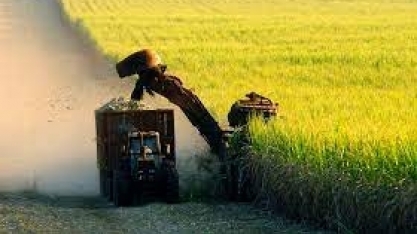 Cana: Moagem acumulada no Centro-Sul cai 7,88%, para 431,10 mi/t 