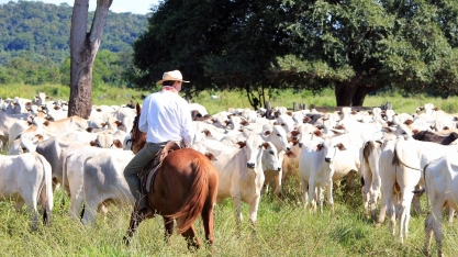 Boi: Análise Conjuntural Agromensal Setembro/22 Cepea/Esalq/USP