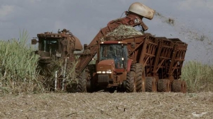 Cana: USDA estima moagem de 563 mi de t no Centro-Sul, + 7,65% ante 2021/22