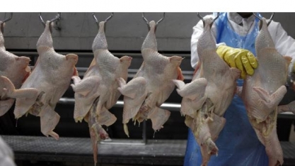 Receita de exportações de frango cresce 13,6% em setembro 