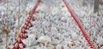 Frango: Análise Conjuntural Agromensal Setembro/22 Cepea/Esalq/USP