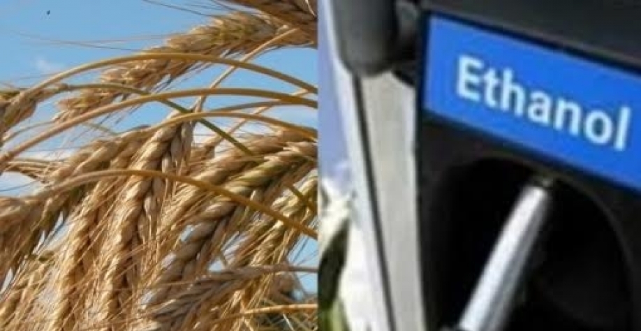 BSBIOS e Cotribá formam parceria para fornecimento de trigo para etanol