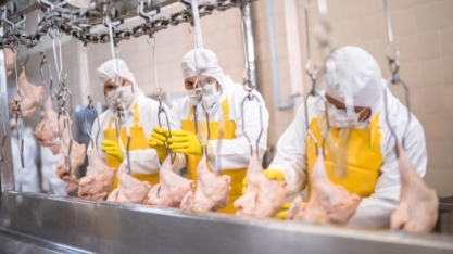Exportações de carne de frango devem crescer 11% em 2022