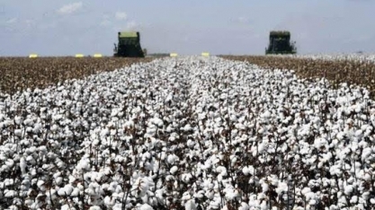 Algodão: USDA estima produção do Brasil em 2,83 mi de t em 2022,23, + 7,6%