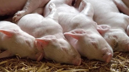 Carne suína: Preço do animal vivo cai em SP na semana e avança em BH