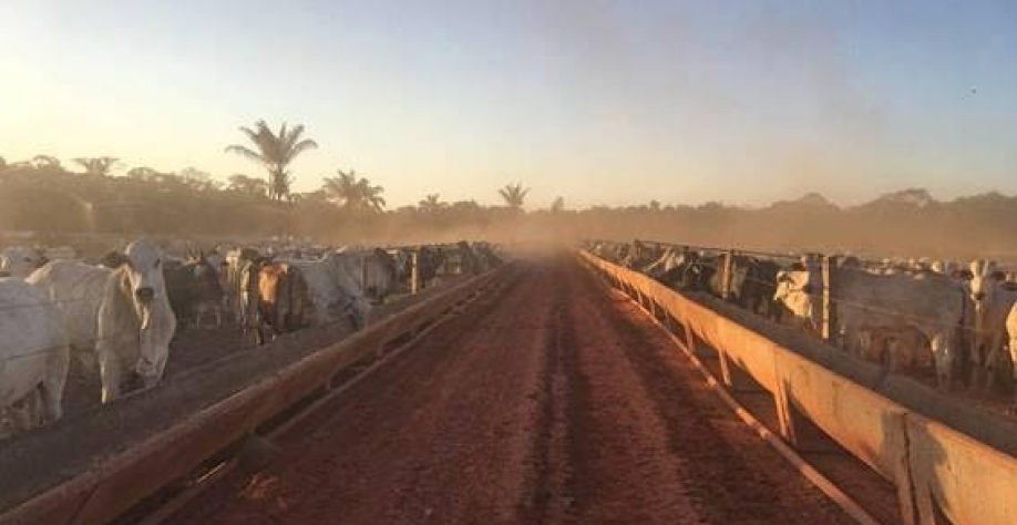 Exemplo de confinamento de gado em Rondônia - Marin Skidmore Divulgação