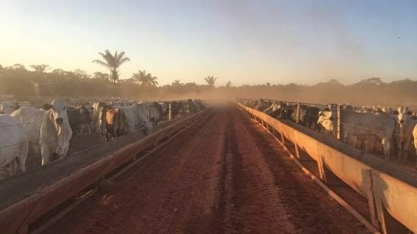 Amazônia: Sob seca, gado não engorda e pecuarista antecipa venda para abate