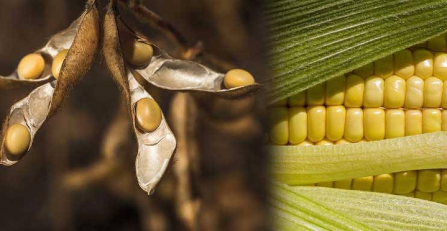 Produção de grãos crescerá 36,8% nos próximos 10 anos e superar 370 mi de t