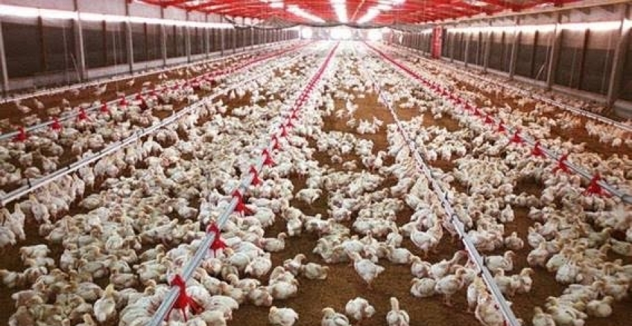 Frango: Análise Conjuntural Agromensal Outubro/22 Cepea/Esalq/USP