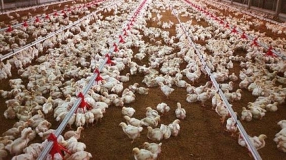 Frango: Análise Conjuntural Agromensal Outubro/22 Cepea/Esalq/USP