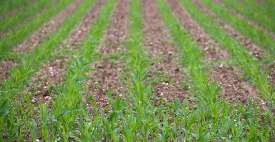 Legenda: O USDA prevê que os agricultores semearão 92,0 milhões de acres de milho na safra 2023/24, acima dos 88,6 milhões em 2022/23 (Imagem: Reuters/Stephane Mahe)