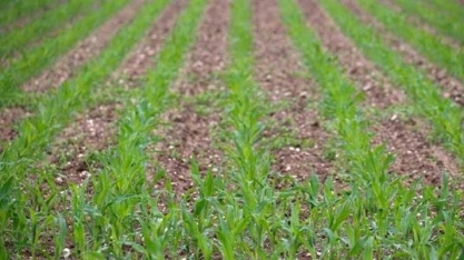 Produtores dos EUA vão semear mais milho e trigo, menos soja em 2023/24