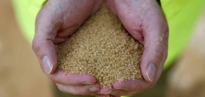 Czarnikow reduz excedente global de açúcar em 2022/23 para 2 mi de t