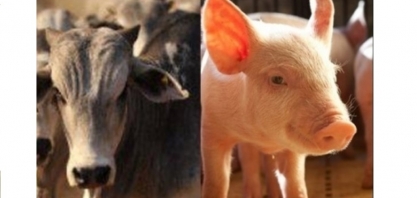 Abates de bovinos sobem 11% e de suínos avançam 4,4% no 3º trimestre