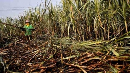 Nordeste e Norte: Produção de açúcar não cresceu e a do hidratado não caiu