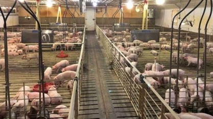 Suínos: Preço do animal vivo reage na 2ª quinzena de novembro