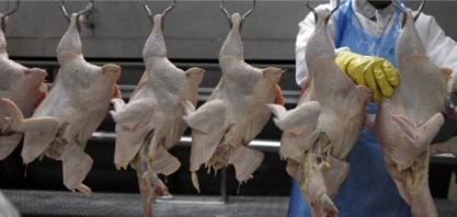 Frangos: Receita com exportações cresce 15% em outubro, para US$ 822,6 mi