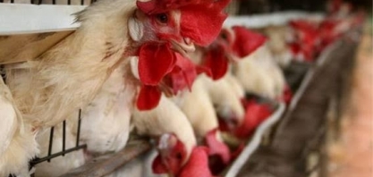 Bloqueios: Começa a faltar ração para aves e suínos; risco de canibalização