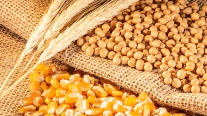 China: Importação de soja cai 19%, milho recua 58% e trigo avança 157,4%