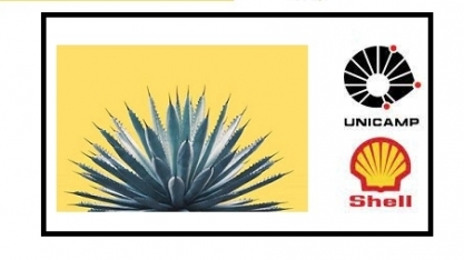 Shell e Unicamp vão desenvolver agave para produção de biocombustíveis