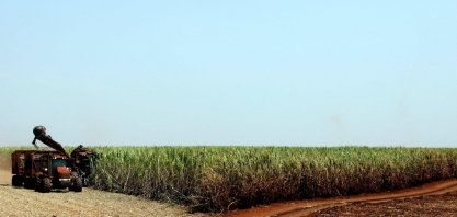 Produção de açúcar do Centro-Sul salta na 2ª quinzena; etanol avança em outubro