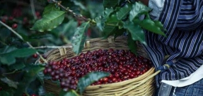 Café arábica cai quase 5% na ICE; robusta tem mínima de 15 meses