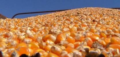 China atualiza lista de exportadores de milho brasileiros aprovados