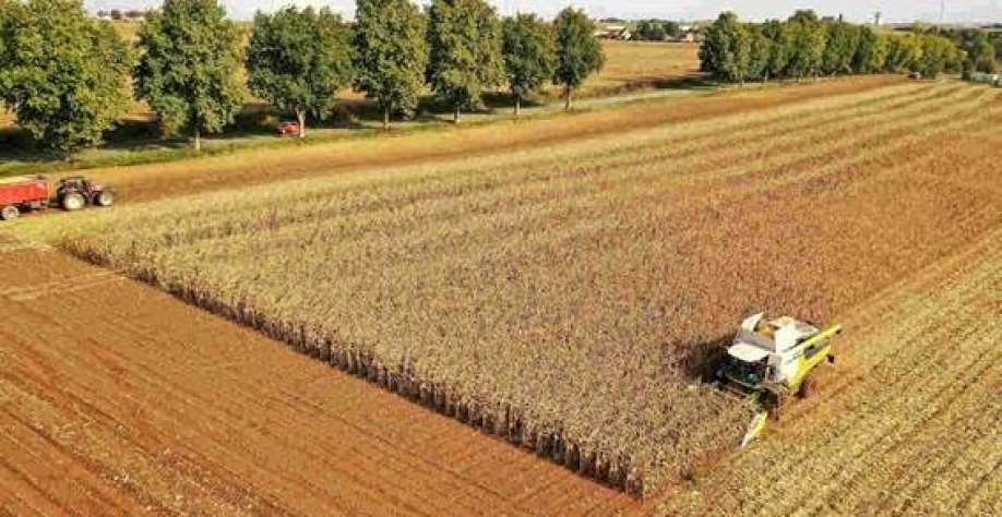 Legenda: A produção de milho em grão, excluindo a cultura cultivada para sementes, foi agora projetada em 10,74 milhões de toneladas, contra 11,15 milhões no mês passado (Imagem: REUTERS/Pascal Rossignol)