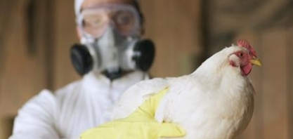 México detecta cepa grave de gripe aviária na fronteira com os EUA