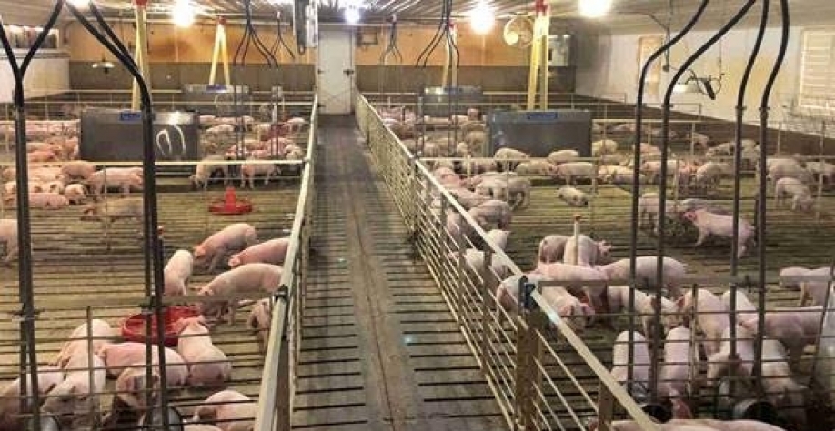 Legenda: Acúmulo de suínos parados pode atrapalhar o ciclo produtivo (Imagem REUTERS Tom Polansek)