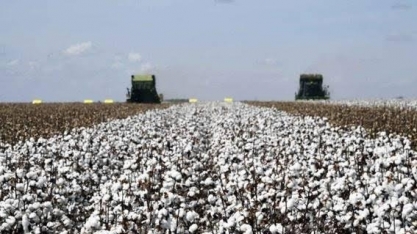 Algodão cai após novas previsões do USDA