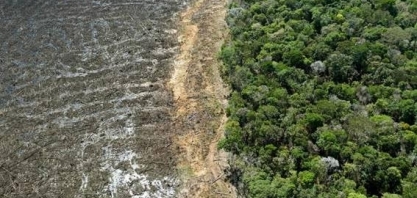 Vale, Suzano, Marfrig e bancos criam empresa para restaurar florestas