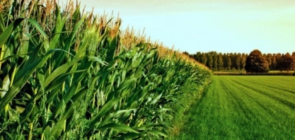 Produtores de milho 2ª safra do Brasil atrasam compra de fertilizantes