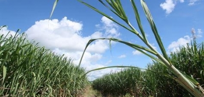 Produtividade da cana do Centro-Sul salta 21,4% em outubro, diz CTC