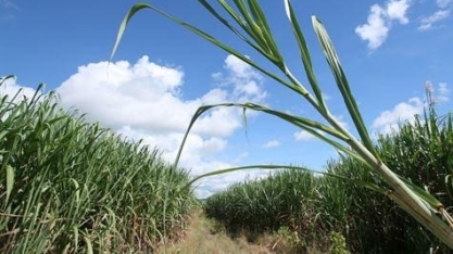 Produtividade da cana do Centro-Sul salta 21,4% em outubro, diz CTC