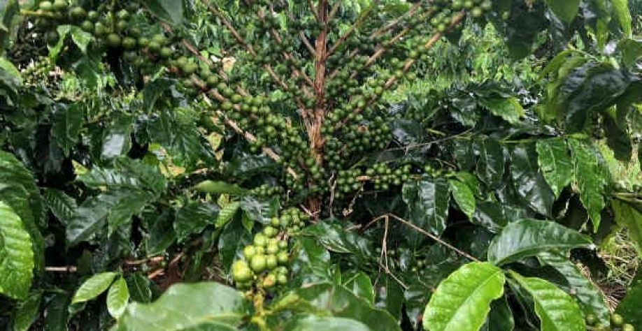 Exportação de café verde do Brasil cai 2,8% em outubro
