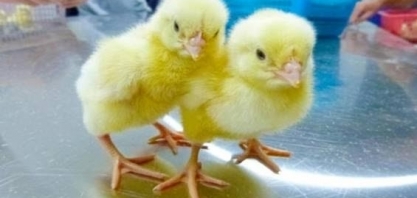 Embrapa faz parceria com empresa privada para vender genética avícola