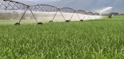 Tereos tem projeto de pivô central de irrigação em canaviais