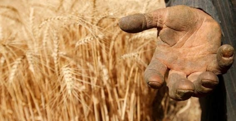 Fornecedores do Brasil, EUA e Argentina têm menos trigo para exportar