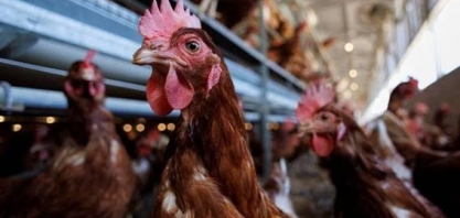 Seleção e frango brasileiros entram em campo no Qatar nesta quinta