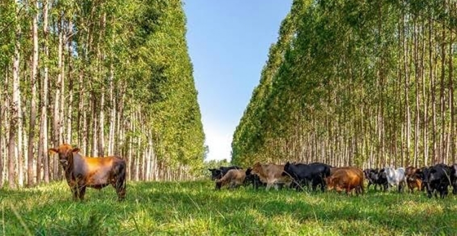 Por que o Brasil é uma potência agroambiental – Por Lygia Pimentel