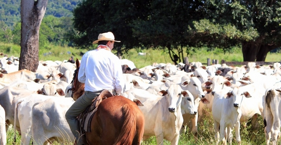 Boi: Análise Conjuntural Agromensal Outubro/22 Cepea/Esalq/USP