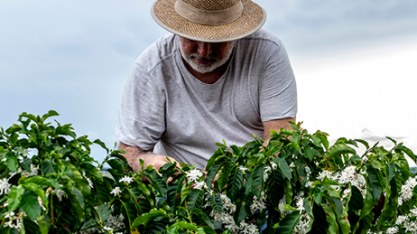 Agricultores e agrônomos rebaixam expectativas da safra de café de 2023