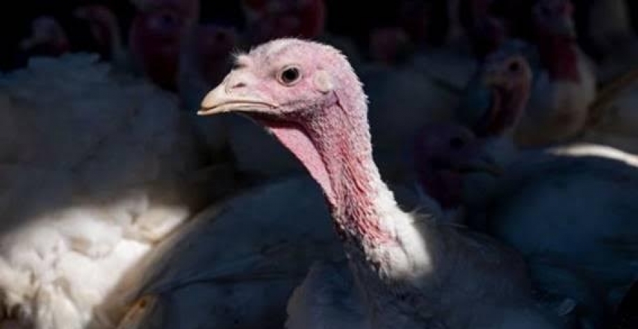 Gripe aviária/EUA: Surto já matou 50 milhões de aves