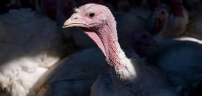 Gripe aviária/EUA: Surto já matou 50 milhões de aves